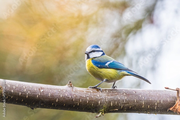 Fototapeta Modraszka (zwyczajna) sikora modra, sikora modraszka (Cyanistes caeruleus)