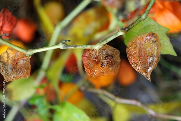 Obraz Colorful autumn leaves on nature background