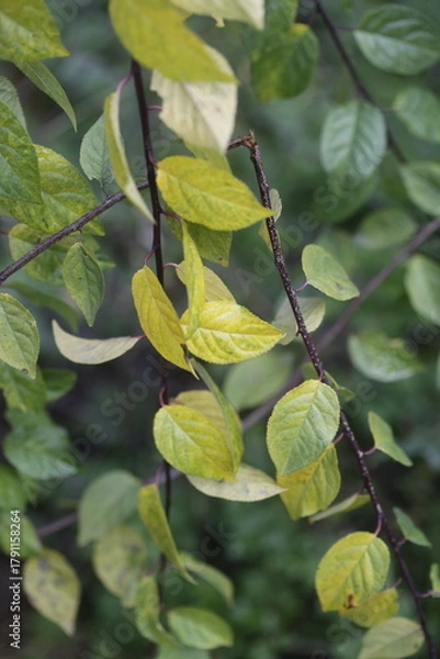 Fototapeta Colorful autumn leaves on nature background