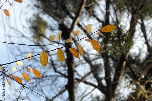 Fototapeta Colorful autumn leaves on nature background