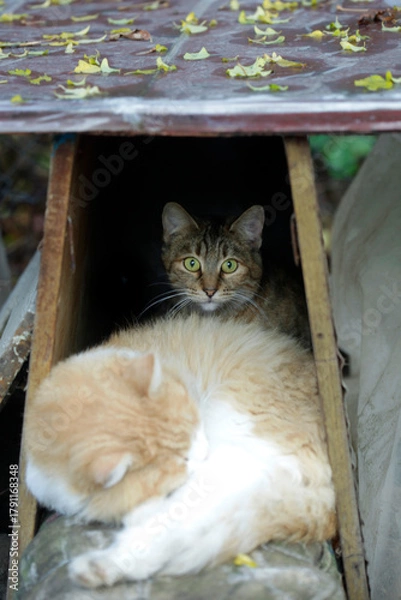 Fototapeta Portrait of cute fluffy cat