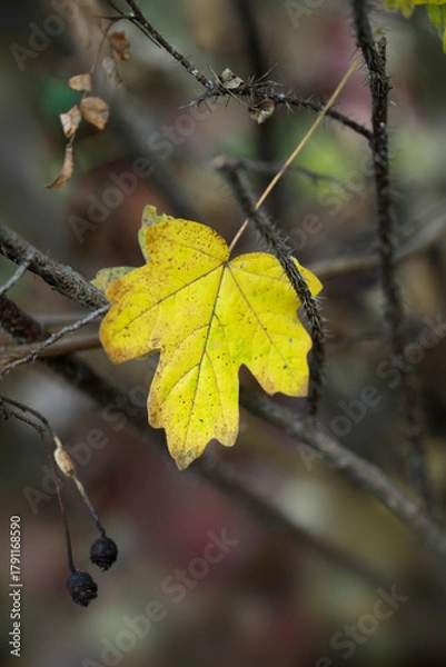 Fototapeta Colorful autumn leaves on nature background
