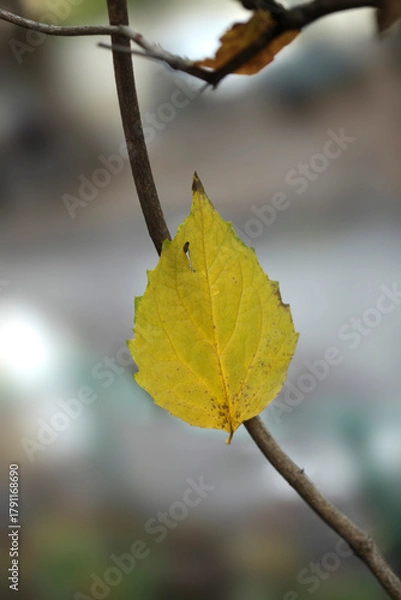 Fototapeta Colorful autumn leaves on nature background