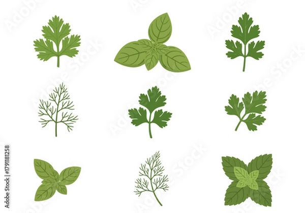 Obraz Nine illustrations of various green herbs arranged in a 3x3 grid
