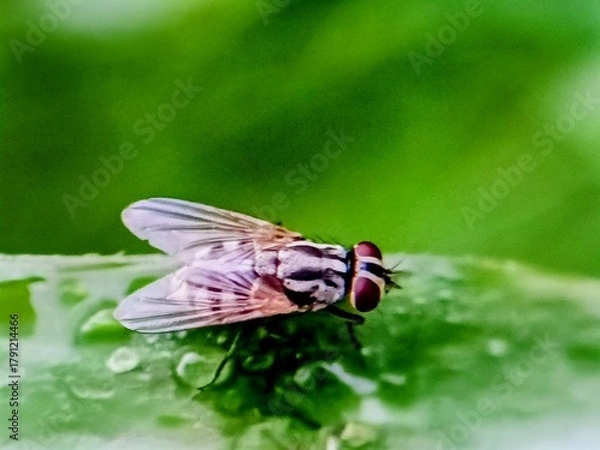 Obraz fly on leaf