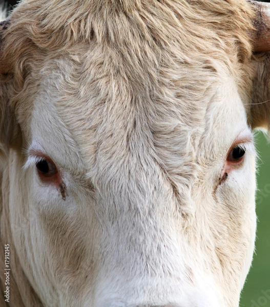 Obraz t'as beaux yeux