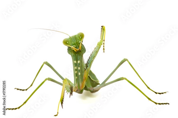 Obraz Green mantis isolated on white background