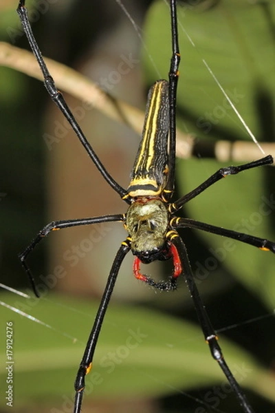 Obraz gaint long jawed orb weaver