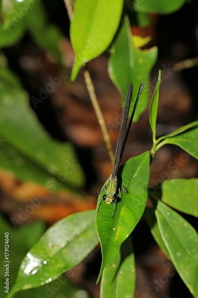 Fototapeta dragonfly