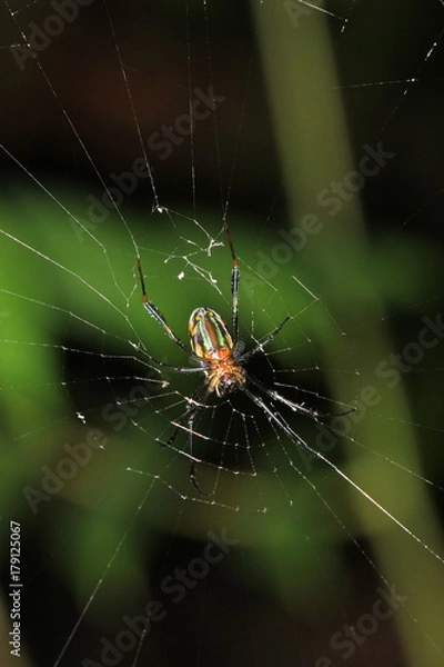 Fototapeta gaint long jawed orb weaver