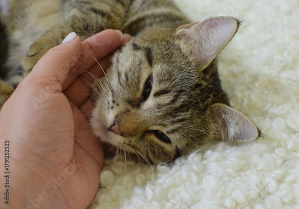 Fototapeta A woman's hand pets a cute tabby cat at home. It's a Kurilian Bobtail, a short-tailed cat.