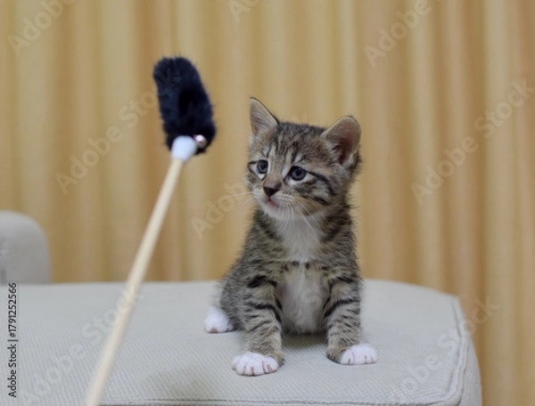 Obraz A cute little fluffy tabby kitten plays with a teaser at home. This is a Kurilian Bobtail with a short tail.
