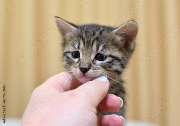 Obraz A woman's hand pets a cute little fluffy tabby kitten at home. It's a Kurilian Bobtail with a short tail.