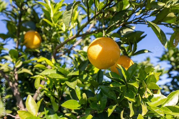 Obraz Valencia oranges ripening on tree under blue sky