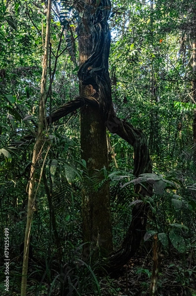 Obraz Amazon Rainforest.