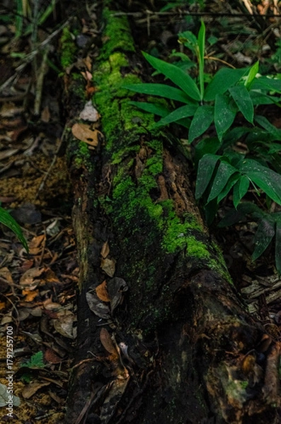 Obraz Amazon Rainforest.