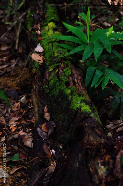 Obraz Amazon Rainforest.