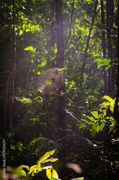 Obraz Spider Web in Amazon Rainforest