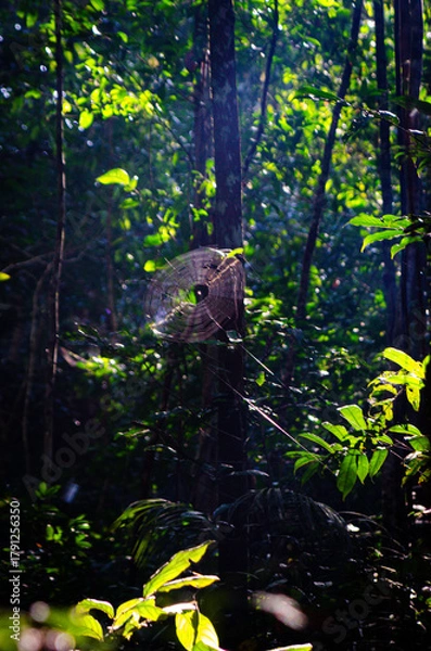 Obraz Spider Web in Amazon Rainforest