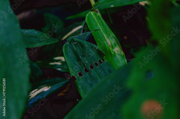 Obraz Amazon Rainforest.