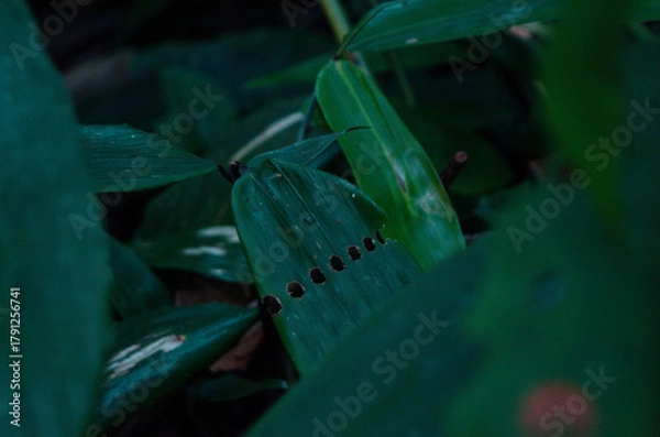 Obraz Amazon Rainforest.