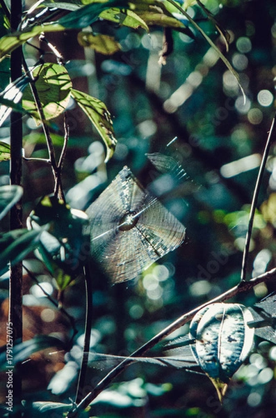 Obraz Spider Web in Amazon Rainforest