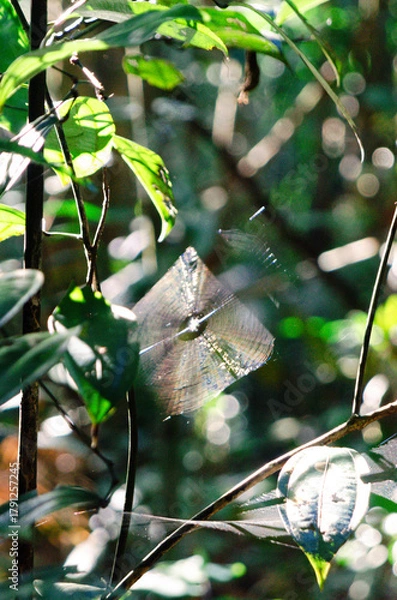 Obraz Spider Web in Amazon Rainforest