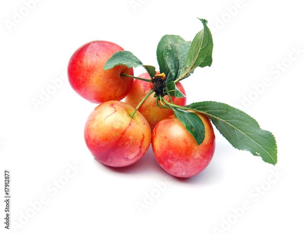 Fototapeta Mirabelle