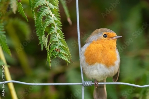 Fototapeta Portrait of a European robin (erithacus rubecula) perching on a wire fence