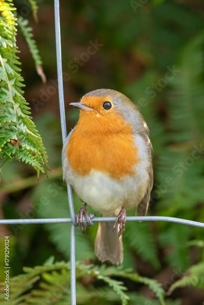 Fototapeta Portrait of a European robin (erithacus rubecula) perching on a wire fence