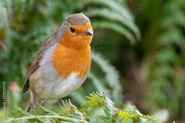 Fototapeta Portrait of a European robin (erithacus rubecula) perching on a bracken plant