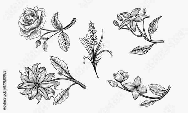 Fototapeta Set of aromatic flowers. Ylang ylang, rose, lavender, orange and jasmine. Engraving style. Vector ilustration.