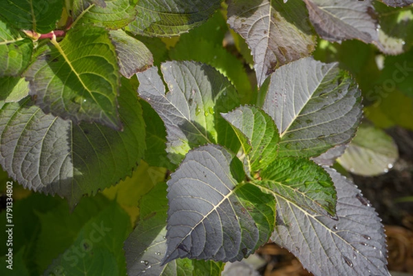 Obraz 水滴のついた緑の葉