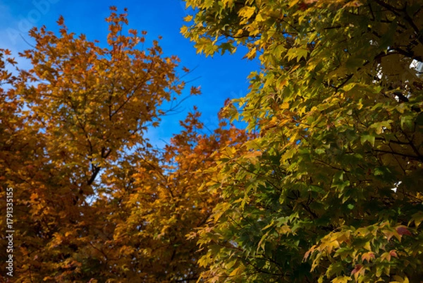 Obraz 秋の紅葉した木々