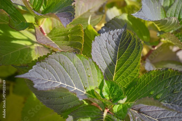 Obraz 水滴のついた緑の葉