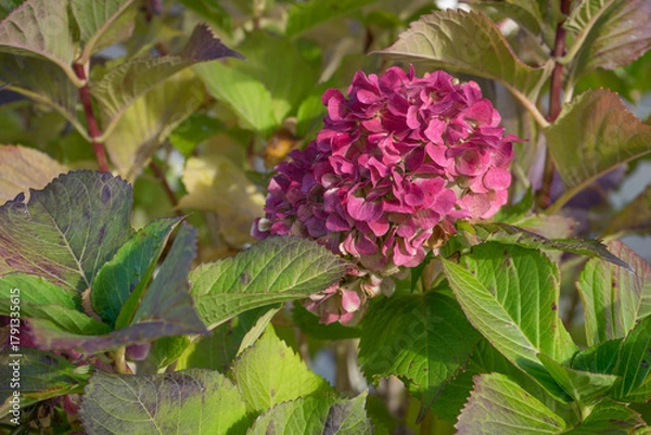 Obraz 色づいた紫陽花