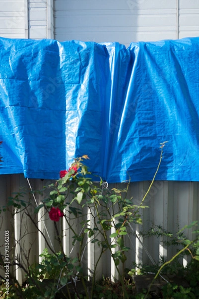 Obraz 庭と青いテント