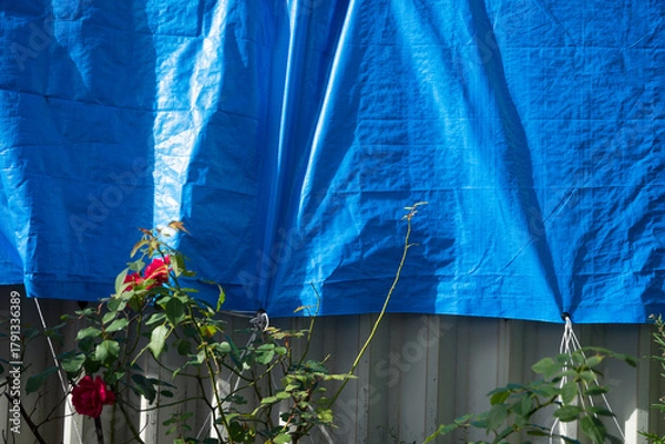 Obraz 庭と青いテント