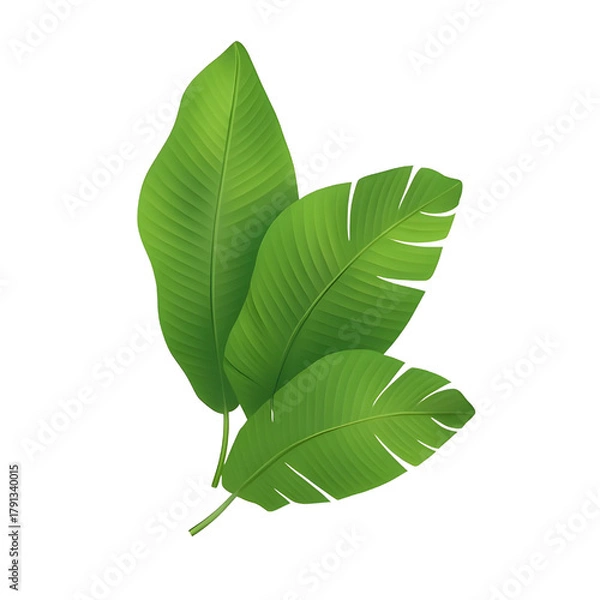 Obraz green leaf isolated