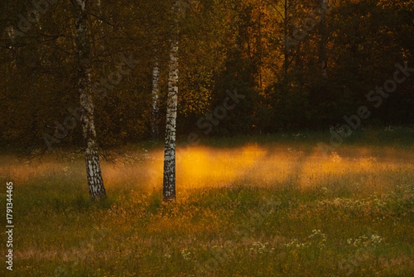Fototapeta Colourful autumn landscape in the forest during sunset