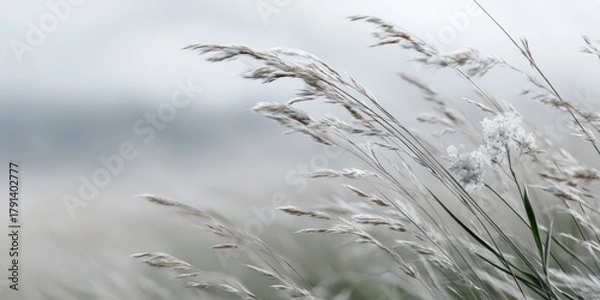 Fototapeta A sunlit field of tall wild grasses gently swaying in the breeze after the first frosty night