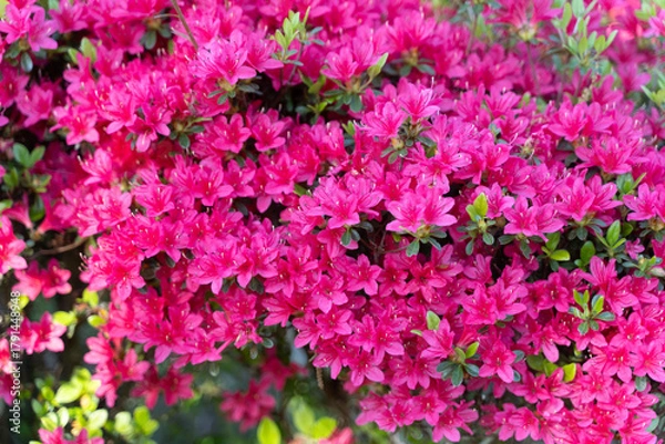 Obraz Bright Pink Azalea Bloom in Spring⑤