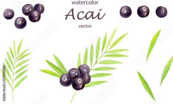 Obraz 水彩で描いたアサイーのベクターイラストセット
