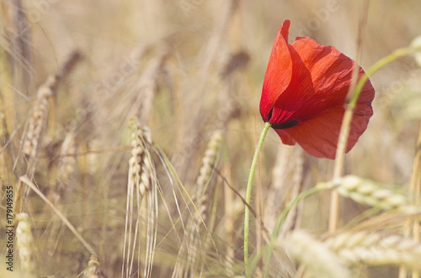 Obraz poppy and whea