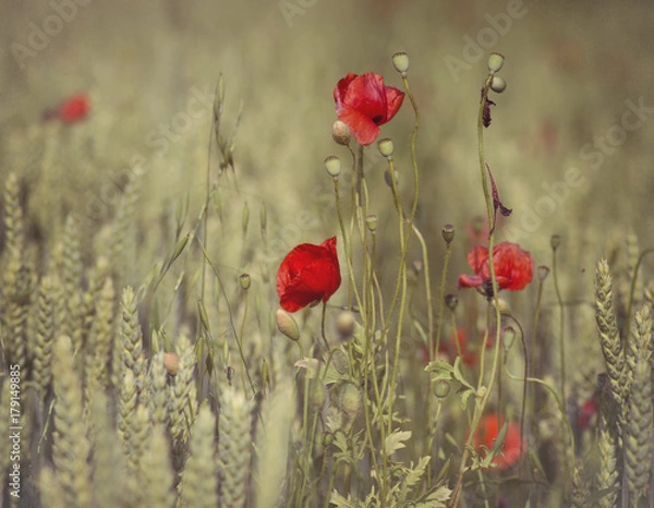 Obraz poppies and whea