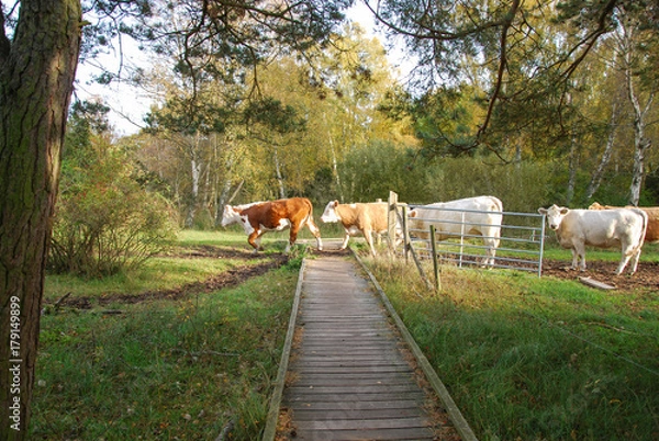 Obraz Cattle crossing a wooden footbridge