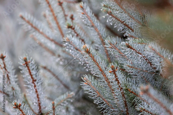 Obraz Water droplets on a blue spruce branch