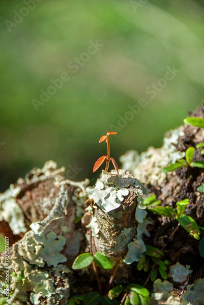 Obraz 朽ちた切り株に生える植物の新芽