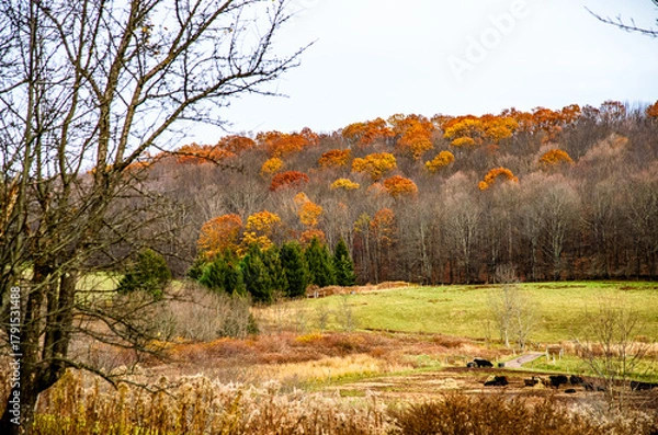 Fototapeta autumn landscape with trees