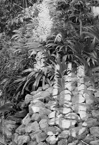 Fototapeta tree in the forest